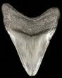 Fossil Megalodon Tooth #45949-2